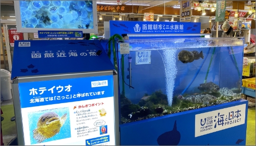 函館の冬の魚「ごっこ」の展示＆海中映像の上映が始まりました